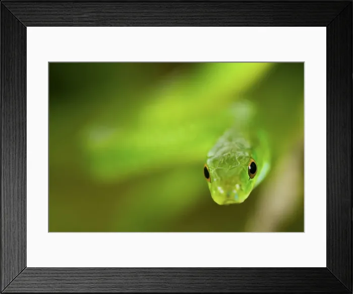 Framed Print : Picture No. 10983576 Framed Print : Picture No. 10983576