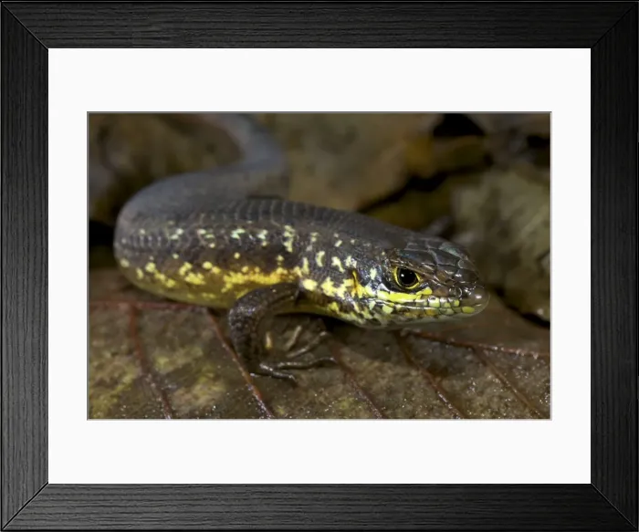 Framed Print : Picture No. 10983573 Framed Print : Picture No. 10983573