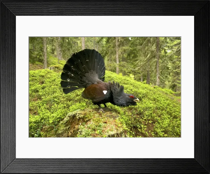 Framed Print : Picture No. 10983569 Framed Print : Picture No. 10983569