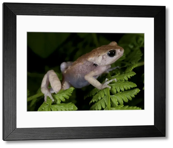 Framed Print : Picture No. 10983578 Framed Print : Picture No. 10983578