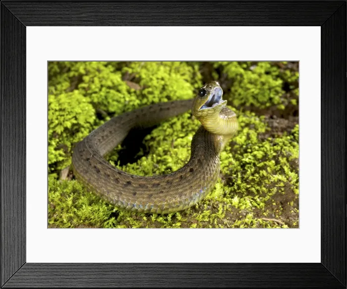 Framed Print : Picture No. 10983583 Framed Print : Picture No. 10983583