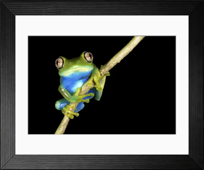 Framed Print : Picture No. 10983584 Framed Print : Picture No. 10983584