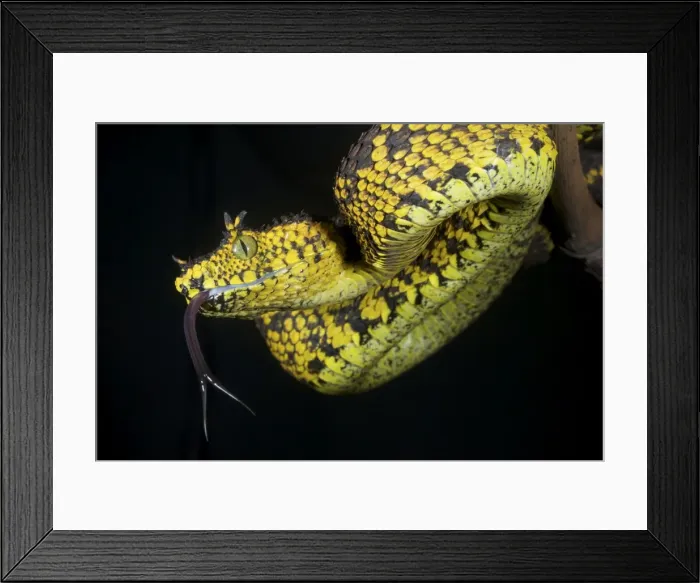 Framed Print : Picture No. 10983579 Framed Print : Picture No. 10983579
