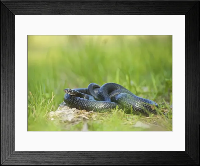 Framed Print : Picture No. 10983586 Framed Print : Picture No. 10983586