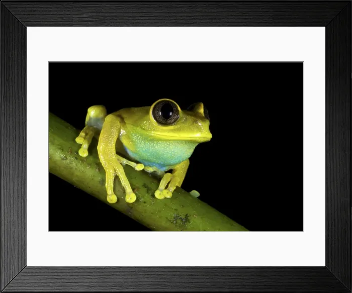 Framed Print : Picture No. 10983585 Framed Print : Picture No. 10983585