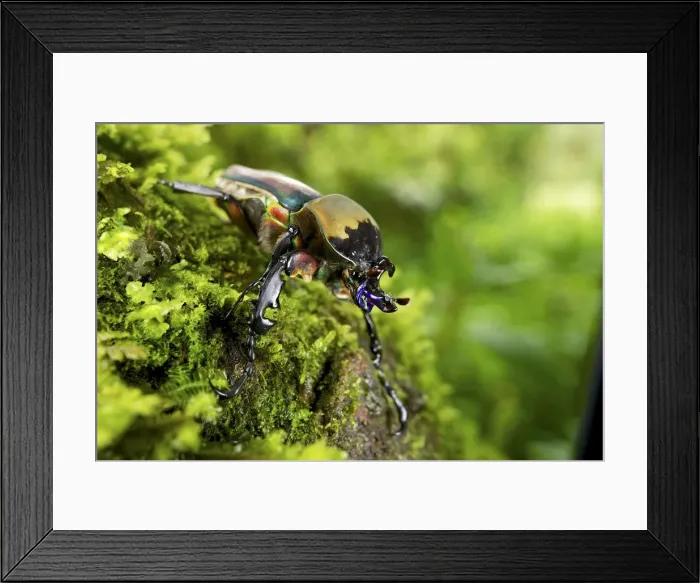 Framed Print : Picture No. 10983591 Framed Print : Picture No. 10983591