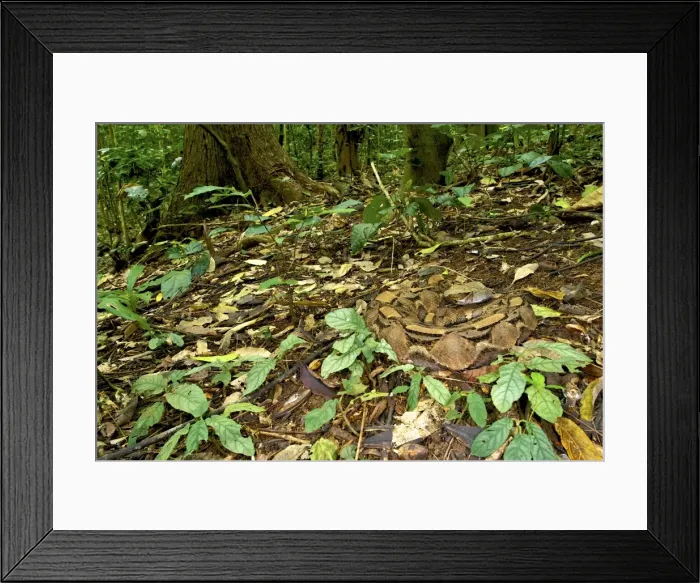 Framed Print : Picture No. 10983588 Framed Print : Picture No. 10983588