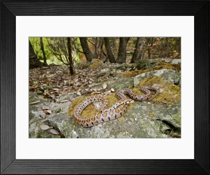 Framed Print : Picture No. 10983594 Framed Print : Picture No. 10983594