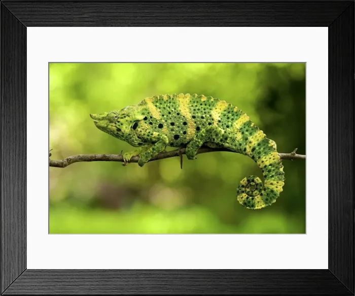 Framed Print : Picture No. 10983593 Framed Print : Picture No. 10983593