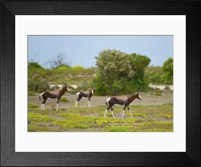 Framed Print : Picture No. 10983598 Framed Print : Picture No. 10983598