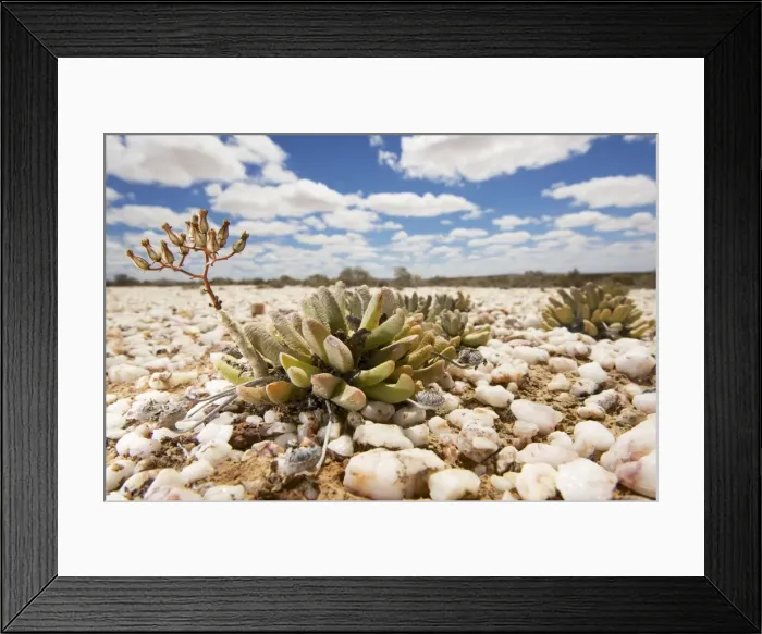 Framed Print : Picture No. 10983601 Framed Print : Picture No. 10983601