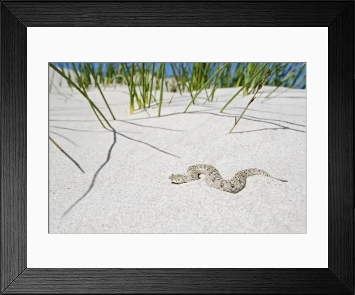 Framed Print : Picture No. 10983603 Framed Print : Picture No. 10983603