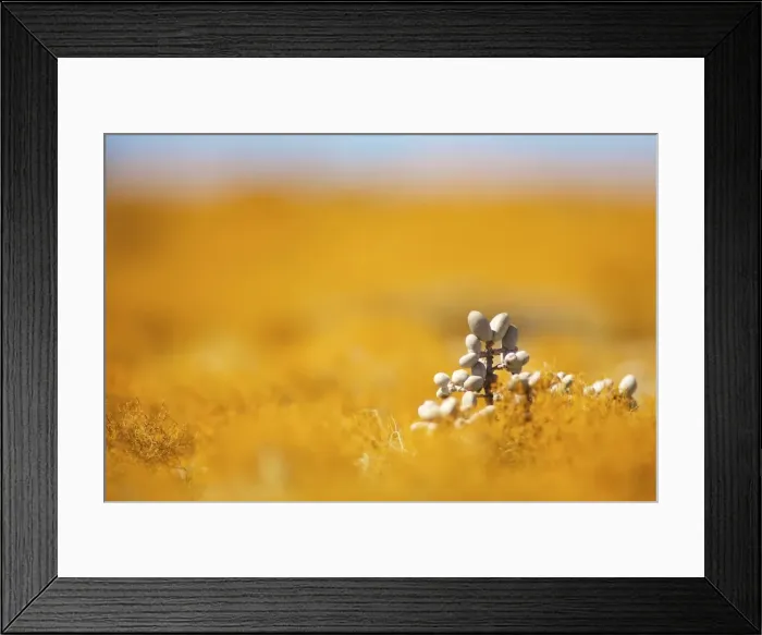Framed Print : Picture No. 10983606 Framed Print : Picture No. 10983606