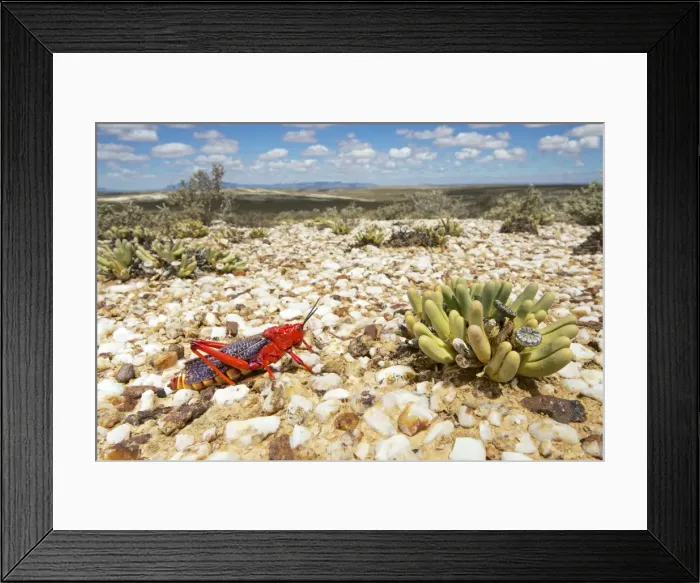 Framed Print : Picture No. 10983602 Framed Print : Picture No. 10983602