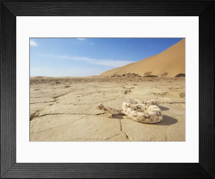 Framed Print : Picture No. 10983611