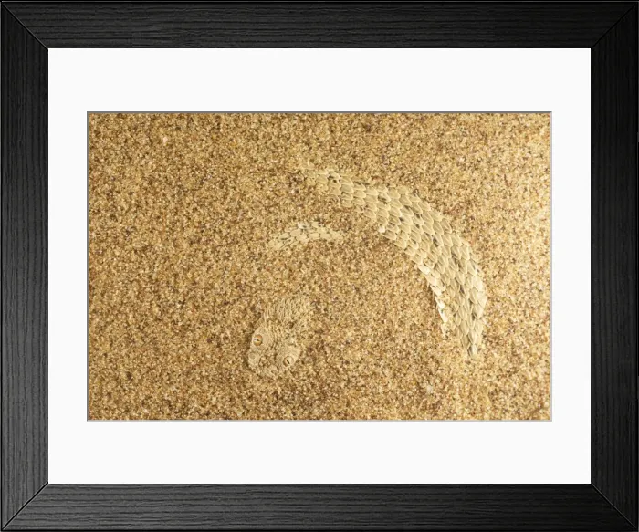 Framed Print : Picture No. 10983609 Framed Print : Picture No. 10983609