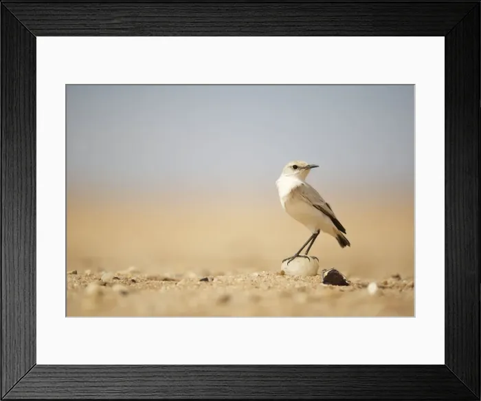 Framed Print : Picture No. 10983612 Framed Print : Picture No. 10983612