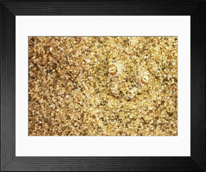 Framed Print : Picture No. 10983608 Framed Print : Picture No. 10983608