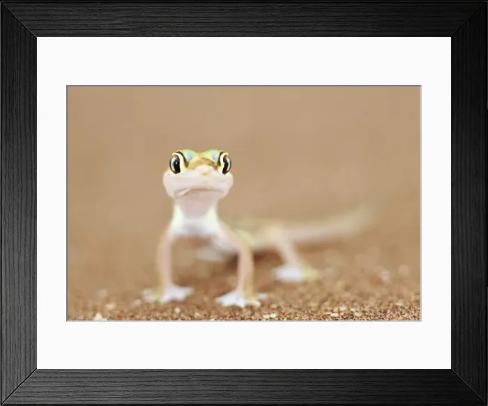 Framed Print : Picture No. 10983616 Framed Print : Picture No. 10983616