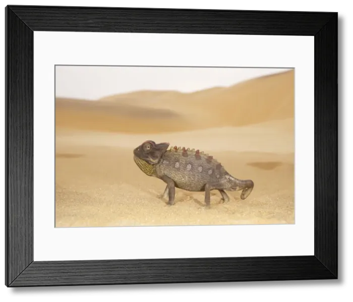 Framed Print : Picture No. 10983614