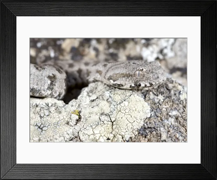 Framed Print : Picture No. 10983620 Framed Print : Picture No. 10983620