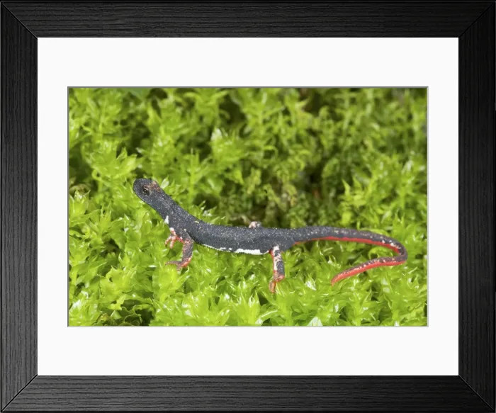 Framed Print : Picture No. 10983618 Framed Print : Picture No. 10983618