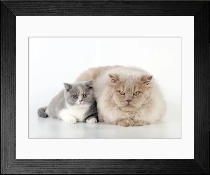 Framed Print : Picture No. 10983645 Framed Print : Picture No. 10983645
