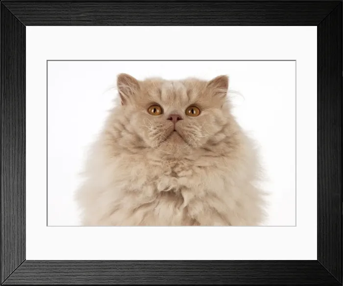 Framed Print : Picture No. 10983647 Framed Print : Picture No. 10983647