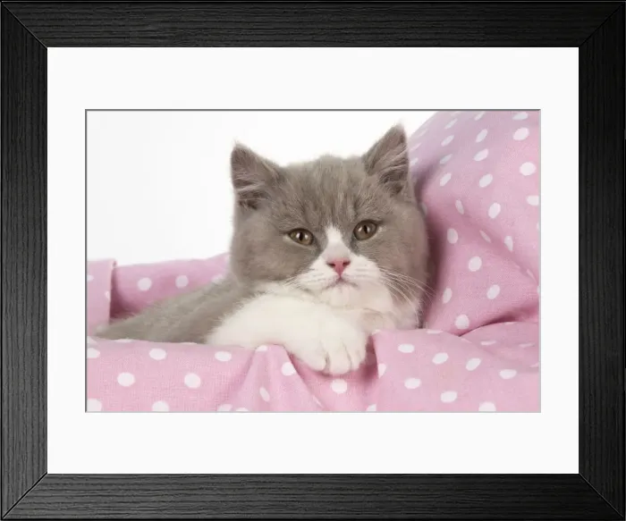Framed Print : Picture No. 10983653 Framed Print : Picture No. 10983653