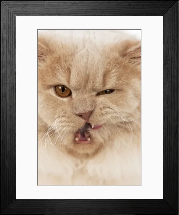 Framed Print : Picture No. 10983649 Framed Print : Picture No. 10983649