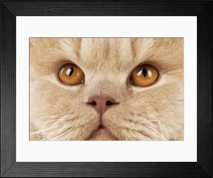 Framed Print : Picture No. 10983650 Framed Print : Picture No. 10983650