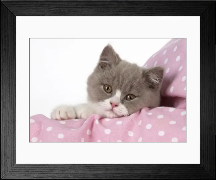 Framed Print : Picture No. 10983655 Framed Print : Picture No. 10983655