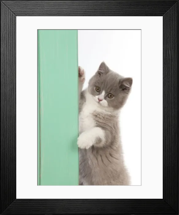 Framed Print : Picture No. 10983659 Framed Print : Picture No. 10983659