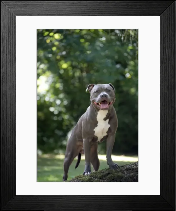 Framed Print : Picture No. 10983760 Framed Print : Picture No. 10983760