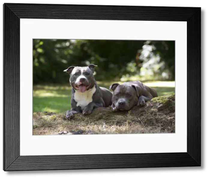Framed Print : Picture No. 10983763 Framed Print : Picture No. 10983763