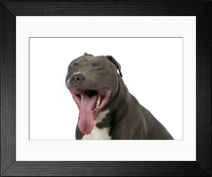 Framed Print : Picture No. 10983757