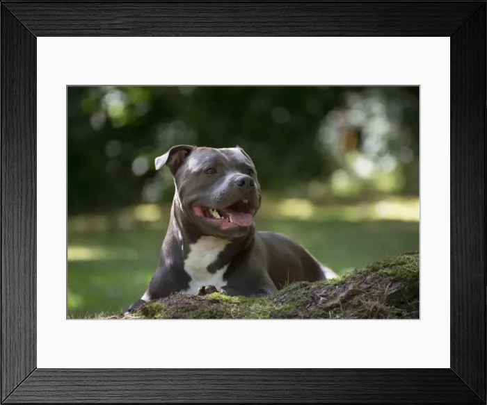 Framed Print : Picture No. 10983761 Framed Print : Picture No. 10983761