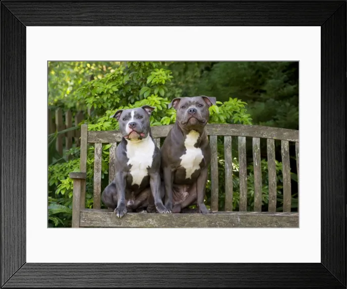 Framed Print : Picture No. 10983764