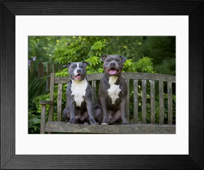 Framed Print : Picture No. 10983765 Framed Print : Picture No. 10983765