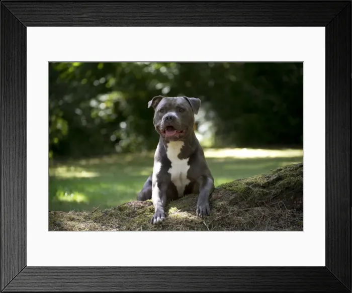Framed Print : Picture No. 10983762 Framed Print : Picture No. 10983762