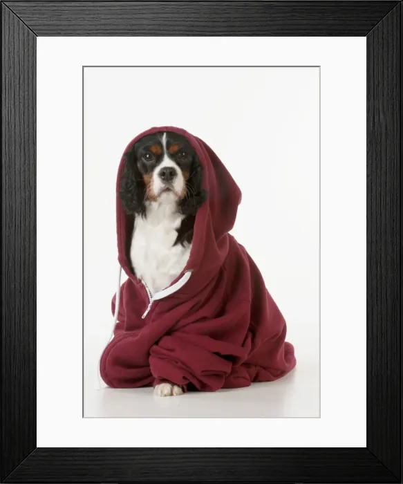 Framed Print : Picture No. 10983771 Framed Print : Picture No. 10983771