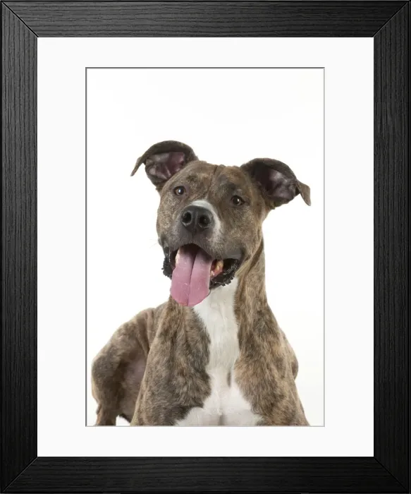 Framed Print : Picture No. 10983779 Framed Print : Picture No. 10983779