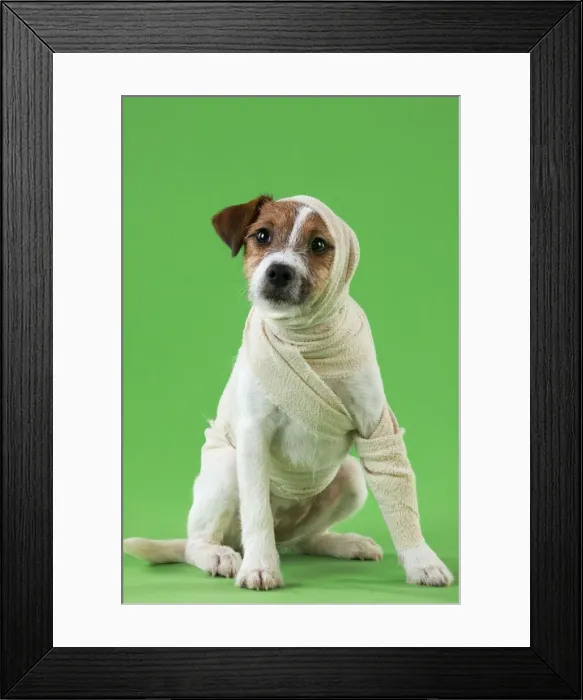 Framed Print : Picture No. 10983777 Framed Print : Picture No. 10983777