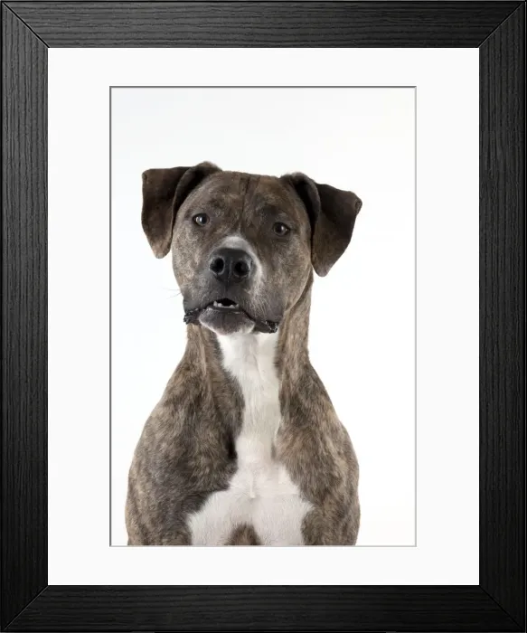 Framed Print : Picture No. 10983778 Framed Print : Picture No. 10983778