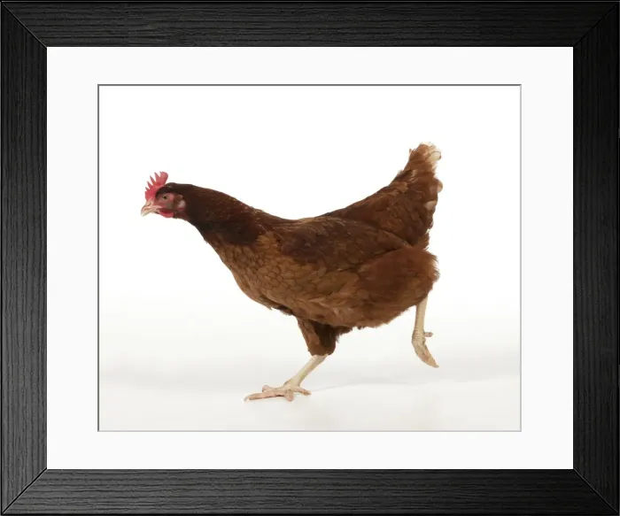 Framed Print : Picture No. 10983781