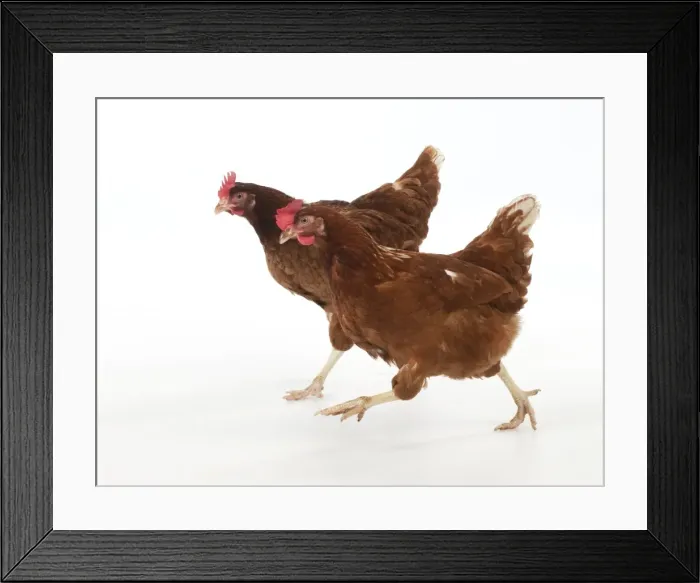 Framed Print : Picture No. 10983783 Framed Print : Picture No. 10983783