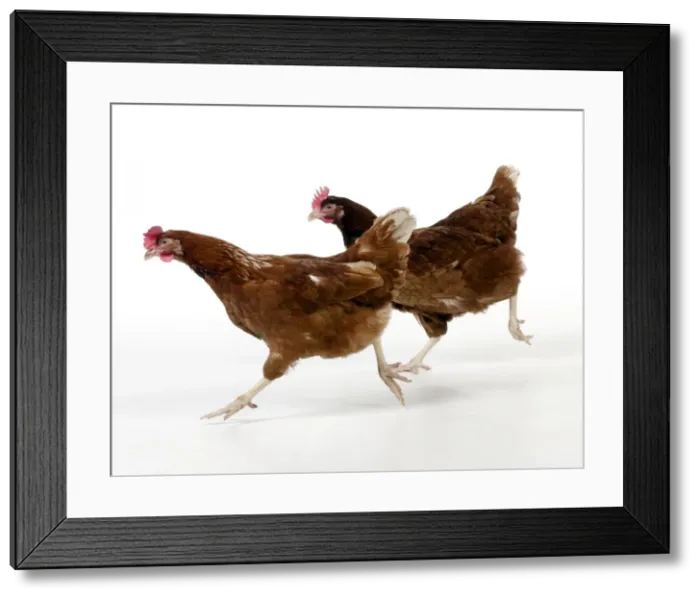 Framed Print : Picture No. 10983784 Framed Print : Picture No. 10983784