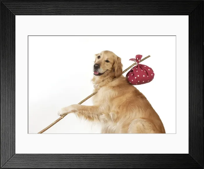 Framed Print : Picture No. 10983776