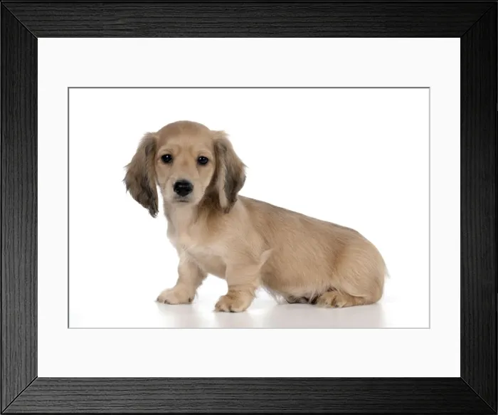 Framed Print : Picture No. 10983787