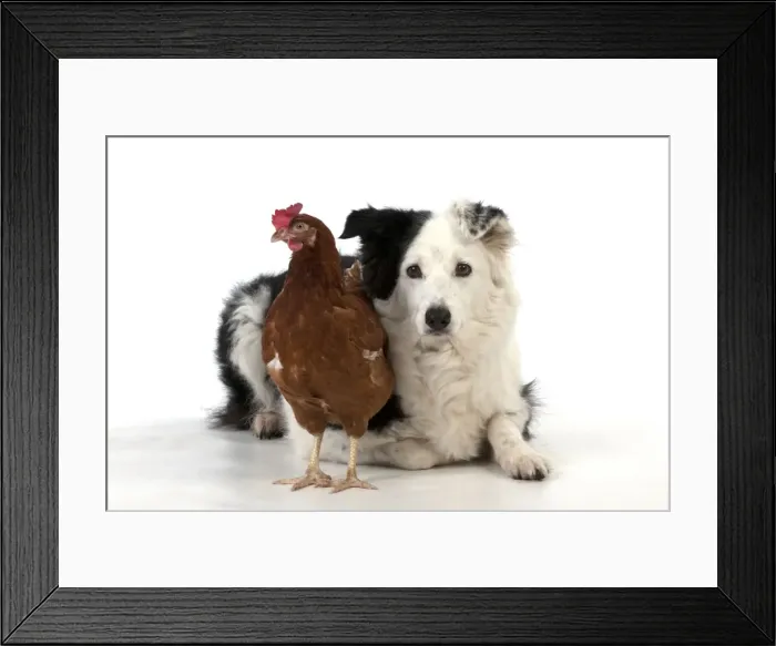Framed Print : Picture No. 10983785 Framed Print : Picture No. 10983785